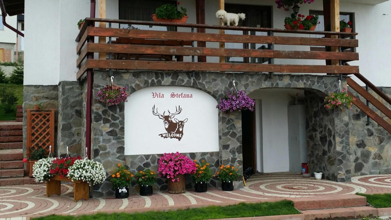 Vila Stefana Păltiniş מראה חיצוני תמונה